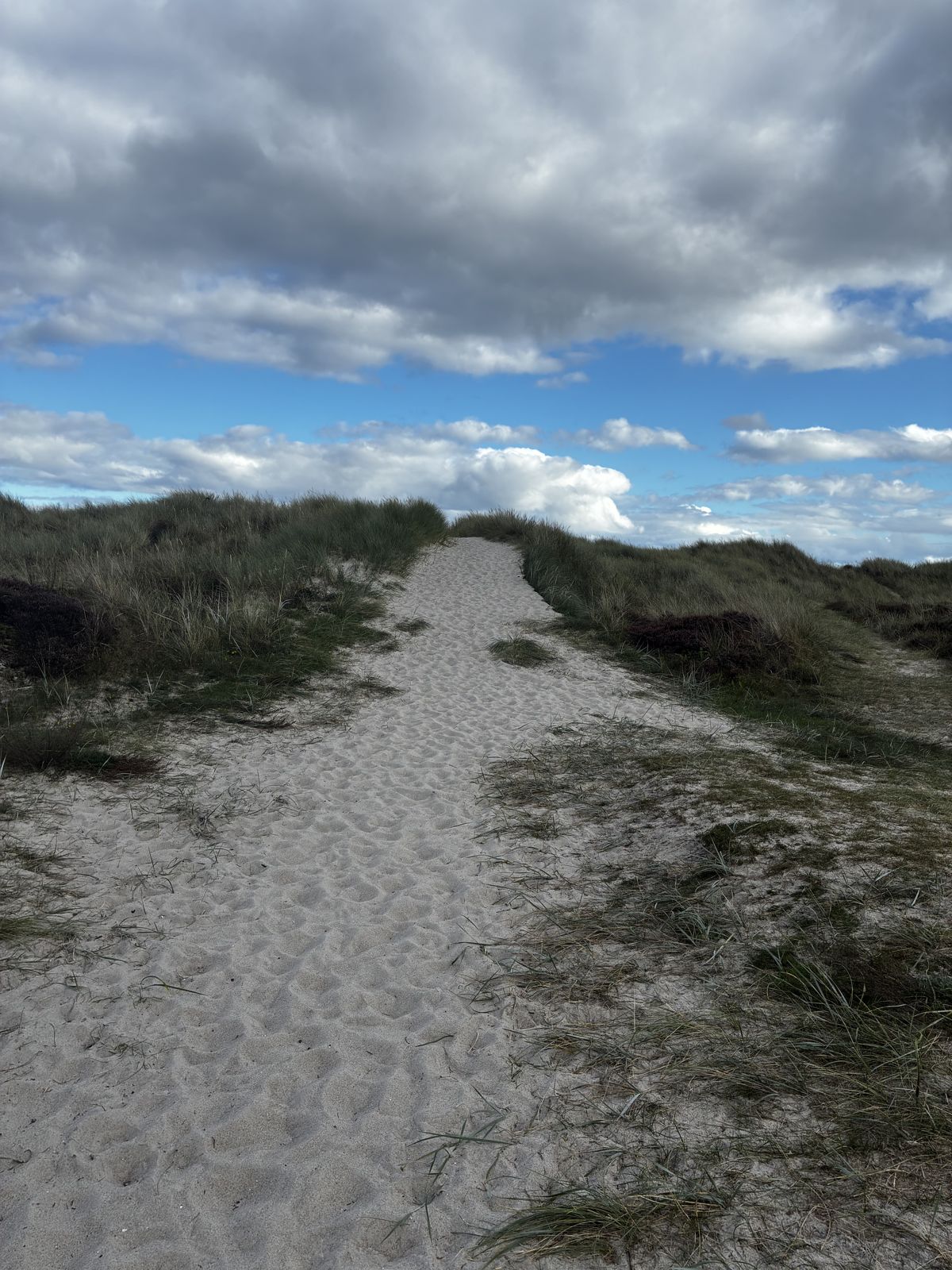Sandsti mellem klitterne på Djurslands østkyst